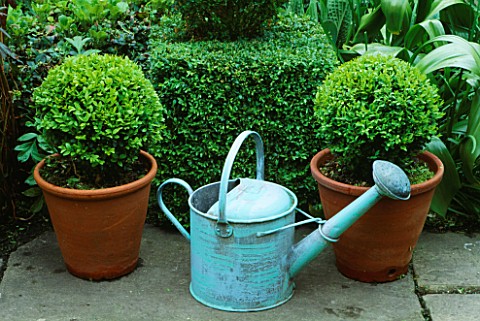 DECORATIVE_FEATURE_PAINTED_ANTIQUE_WATERING_CAN_BETWEEN_BOX_BALLS_IN_CONTAINERS_DESIGNER_ANTHONY_NOE