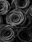 BLACK AND WHITE DUOTONE IMAGE OF ROSA GRAND PRIX