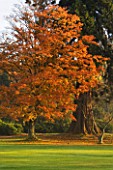 WAKEHURST PLACE  SUSSEX - AUTUMN - EARLY MORNING SUNLIGHT ILLUMINATES A JAPANESE MAPLE TREE (ACER PALMATUM) NEAR THE LAKE WITH A LARGE SEQUOIADENDRON GIGANTEUM NEARBY
