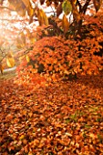 WAKEHURST PLACE  SUSSEX - AUTUMN - EARLY MORNING SUNLIGHT ILLUMINATES A JAPANESE MAPLE TREE (ACER PALMATUM)
