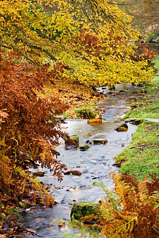 WAKEHURST_PLACE__SUSSEX__AUTUMN_COLOUR_BESIDE_A_STREAM_RUNNING_DOWN_TO_THE_WATER_GARDEN