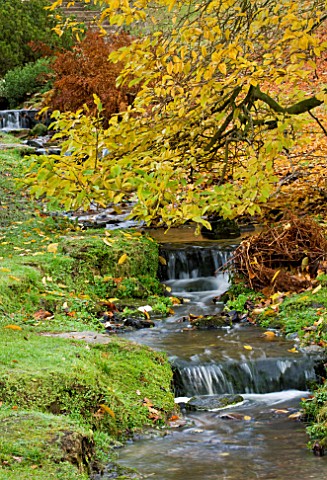 WAKEHURST_PLACE__SUSSEX__AUTUMN_COLOUR_BESIDE_A_STREAM_WITH_WATERFALLLS_RUNNING_DOWN_TO_THE_WATER_GA