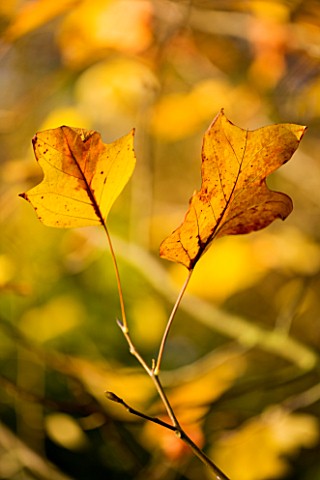 WAKEHURST_PLACE__SUSSEX__CLOSE_UP_OF_THE_AUTUMN_LEAVES_OF_LIRIODENDRON_TULIPIFERA_THE_TULIP_TREE