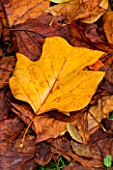 WAKEHURST PLACE  SUSSEX - CLOSE UP OF THE AUTUMN LEAVES OF LIRIODENDRON TULIPIFERA (THE TULIP TREE) LYING ON THE GROUND