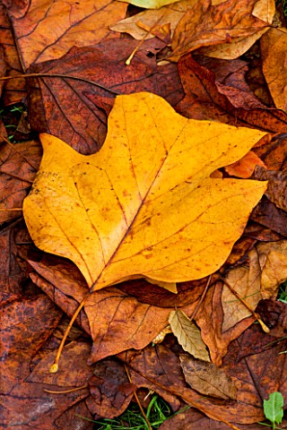 WAKEHURST_PLACE__SUSSEX__CLOSE_UP_OF_THE_AUTUMN_LEAVES_OF_LIRIODENDRON_TULIPIFERA_THE_TULIP_TREE_LYI