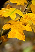 WAKEHURST PLACE  SUSSEX - CLOSE UP OF THE AUTUMN LEAVES OF LIRIODENDRON CHINENSE