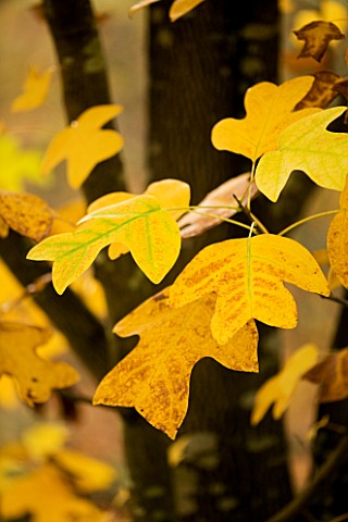 WAKEHURST_PLACE__SUSSEX__CLOSE_UP_OF_THE_AUTUMN_LEAVES_OF_LIRIODENDRON_CHINENSE