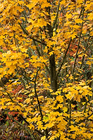 WAKEHURST_PLACE__SUSSEX__THE_AUTUMNAL_LEAVES_OF_LIRIODENDRON_CHINENSE
