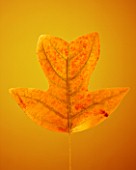 AUTUMNAL LEAF OF LIRIODENDRON CHINENSE