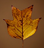 AUTUMNAL LEAF OF LIRIODENDRON CHINENSE