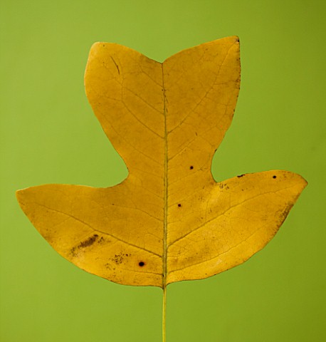 AUTUMNAL_LEAF_OF_LIRIODENDRON_CHINENSE