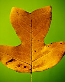 CLOSE UP OF THE AUTUMN LEAF OF LIRIODENDRON TULIPIFERA (THE TULIP TREE)