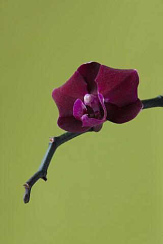 CLOSE_UP_OF_THE_FLOWER_OF_A_DORITAENOPSIS_ORCHID__HYBRID_ORCHID_COMBINING_PHALAENOPSIS_AND_DORITIS