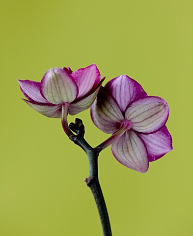 CLOSE_UP_OF_THE_BACKS_OF_THE_FLOWERS_OF_A_DORITAENOPSIS_ORCHID__HYBRID_ORCHID_COMBINING_PHALAENOPSIS