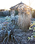 WOLLERTON OLD HALL  SHROPSHIRE: WINTER GARDEN IN FROST -  FROSTY MORNING WITH PHORMIUM TENAX  ALL BLACK AND WOODEN PERGOLA