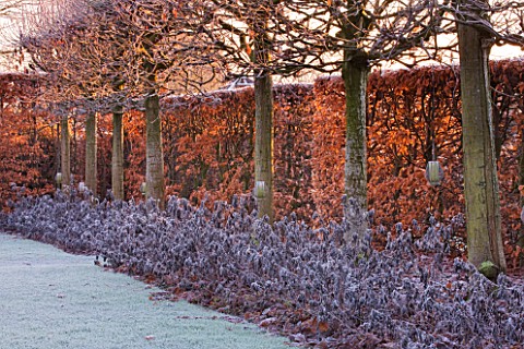 WOLLERTON_OLD_HALL__SHROPSHIRE_WINTER_GARDEN_IN_FROST___VIEW_ALONG_THE_LIME_ALLEE_AT_DAWN_WITH_CLIPP