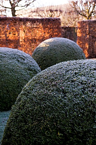 WOLLERTON_OLD_HALL__SHROPSHIRE_WINTER_GARDEN_IN_FROST___THE_FONT_GARDEN_WITH_MASSIVE_CLIPPED_BOX_BAL