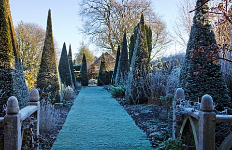 WOLLERTON_OLD_HALL__SHROPSHIRE_WINTER_GARDEN_IN_FROST___GRASS_PATH_ALONG_THE_YEW_WALK_WITH_CLIPPED_Y