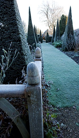 WOLLERTON_OLD_HALL__SHROPSHIRE_WINTER_GARDEN_IN_FROST___GRASS_PATH_ALONG_THE_YEW_WALK_WITH_CLIPPED_Y