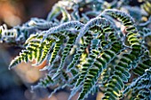 WOLLERTON OLD HALL  SHROPSHIRE: WINTER GARDEN IN FROST - CLOSE UP OF A FROSTED BACKLIT FERN IN ALICES GARDEN