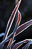 WOLLERTON OLD HALL  SHROPSHIRE: WINTER GARDEN IN FROST - CLOSE UP OF A FROSTED BACKLIT LEAVES OF PHORMIUM TENAX  ALL BLACK