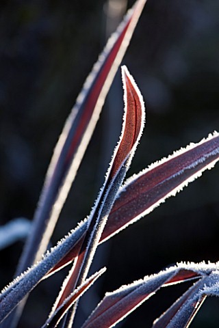 WOLLERTON_OLD_HALL__SHROPSHIRE_WINTER_GARDEN_IN_FROST__CLOSE_UP_OF_A_FROSTED_BACKLIT_LEAVES_OF_PHORM