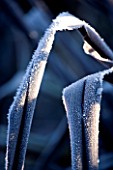 WOLLERTON OLD HALL  SHROPSHIRE: WINTER GARDEN IN FROST - CLOSE UP OF A FROSTED BACKLIT LEAVES OF PHORMIUM TENAX  ALL BLACK
