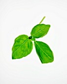 BASIL LEAVES - OCIMUM BASILICUM. CULINARY  AROMATIC  WHITE BACKGROUND  CUT OUT  CLOSE UP  GREEN  ORGANIC