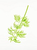 DILL - ANETHEMUM GRAVEOLENS. CULINARY  AROMATIC  FRAGRANT  FEATHERY LEAVES  WHITE BACKGROUND  CUT OUT  CLOSE UP  GREEN  ORGANIC