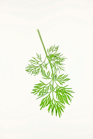 DILL__ANETHEMUM_GRAVEOLENS_CULINARY__AROMATIC__FRAGRANT__FEATHERY_LEAVES__WHITE_BACKGROUND__CUT_OUT_