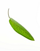 SINGLE LEAF OF SAGE - SALVIA. CULINARY  AROMATIC  FRAGRANT  WHITE BACKGROUND  CUT OUT  CLOSE UP  GREEN  ORGANIC