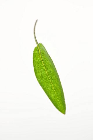 SINGLE_LEAF_OF_SAGE__SALVIA_CULINARY__AROMATIC__FRAGRANT__WHITE_BACKGROUND__CUT_OUT__CLOSE_UP__GREEN
