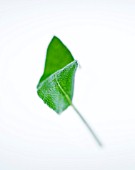 SINGLE LEAF OF SAGE - SALVIA. CULINARY  AROMATIC  FRAGRANT  WHITE BACKGROUND  CUT OUT  CLOSE UP  GREEN  ORGANIC