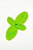 MINT- MENTHA. CULINARY  AROMATIC  FRAGRANT  WHITE BACKGROUND  CUT OUT  CLOSE UP  GREEN  ORGANIC  SPRIG