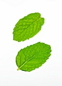 TWO MINT LEAVES - MENTHA. CULINARY  AROMATIC  FRAGRANT  WHITE BACKGROUND  CUT OUT  CLOSE UP  GREEN  ORGANIC
