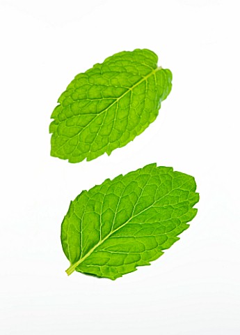 TWO_MINT_LEAVES__MENTHA_CULINARY__AROMATIC__FRAGRANT__WHITE_BACKGROUND__CUT_OUT__CLOSE_UP__GREEN__OR