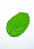 MINT LEAF - MENTHA. CULINARY  AROMATIC  FRAGRANT  WHITE BACKGROUND  CUT OUT  CLOSE UP  GREEN  ORGANIC