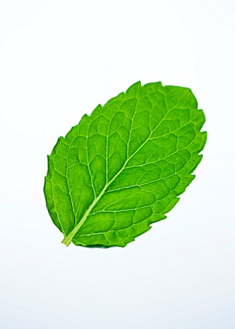 MINT_LEAF__MENTHA_CULINARY__AROMATIC__FRAGRANT__WHITE_BACKGROUND__CUT_OUT__CLOSE_UP__GREEN__ORGANIC