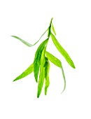 TARRAGON - ARTEMISIA DRACUNCULUS. CULINARY  AROMATIC  FRAGRANT  WHITE BACKGROUND  CUT OUT  CLOSE UP  GREEN  ORGANIC