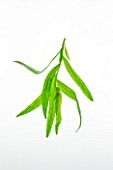 TARRAGON - ARTEMISIA DRACUNCULUS. CULINARY  AROMATIC  FRAGRANT  WHITE BACKGROUND  CUT OUT  CLOSE UP  GREEN  ORGANIC