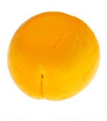 APRICOT - . CULINARY  WHITE BACKGROUND  CUT OUT  CLOSE UP  ORGANIC