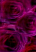 DARK PURPLE BLACK FLOWERS OF ROSA BLACK BACCARA SHOWING MOVEMENT. NO SCENT  PATTERN  BLURRING