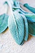SALVIA - SAGE: EDIBLE  CULINARY  FRAGRANT  FRAGRANCE  ORGANIC  HARVESTED  GREEN  FOLIAGE  AROMATIC  HERBS  HERB  CLOSE UP  STILL LIFE