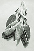 BLACK AND WHITE DUOTONE IMAGE OF SALVIA - SAGE: EDIBLE  CULINARY  FRAGRANT  FRAGRANCE  ORGANIC  HARVESTED  GREEN  FOLIAGE  AROMATIC  HERBS  HERB  CLOSE UP  STILL LIFE  LEAVES