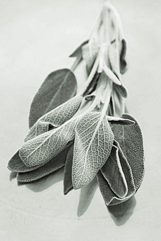 BLACK_AND_WHITE_DUOTONE_IMAGE_OF_SALVIA__SAGE_EDIBLE__CULINARY__FRAGRANT__FRAGRANCE__ORGANIC__HARVES