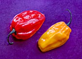 CAPSICUMS - CHILLI SCOTCH BONNET . SPICE  SPICES  HOT  EDIBLE  PICKED  CHILLIES  YELLOW  RED