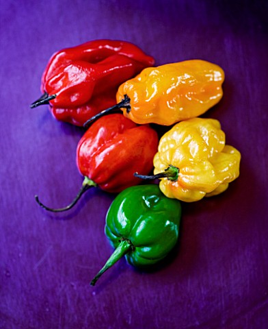 CAPSICUMS__CHILLI_SCOTCH_BONNET__SPICE__SPICES__HOT__EDIBLE__PICKED__CHILLIES__YELLOW__RED__GREEN