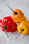 CAPSICUMS - CHILLI SCOTCH BONNET . SPICE  SPICES  HOT  EDIBLE  PICKED  CHILLIES  YELLOW  RED
