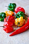 CAPSICUMS - CHILLI SCOTCH BONNET . SPICE  SPICES  HOT  EDIBLE  PICKED  CHILLIES  YELLOW  RED  GREEN