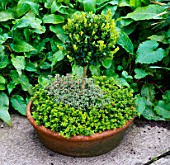 POT PLANTED WITH HERBS. BARNSLEY HOUSE GARDEN  GLOUCESTERSHIRE